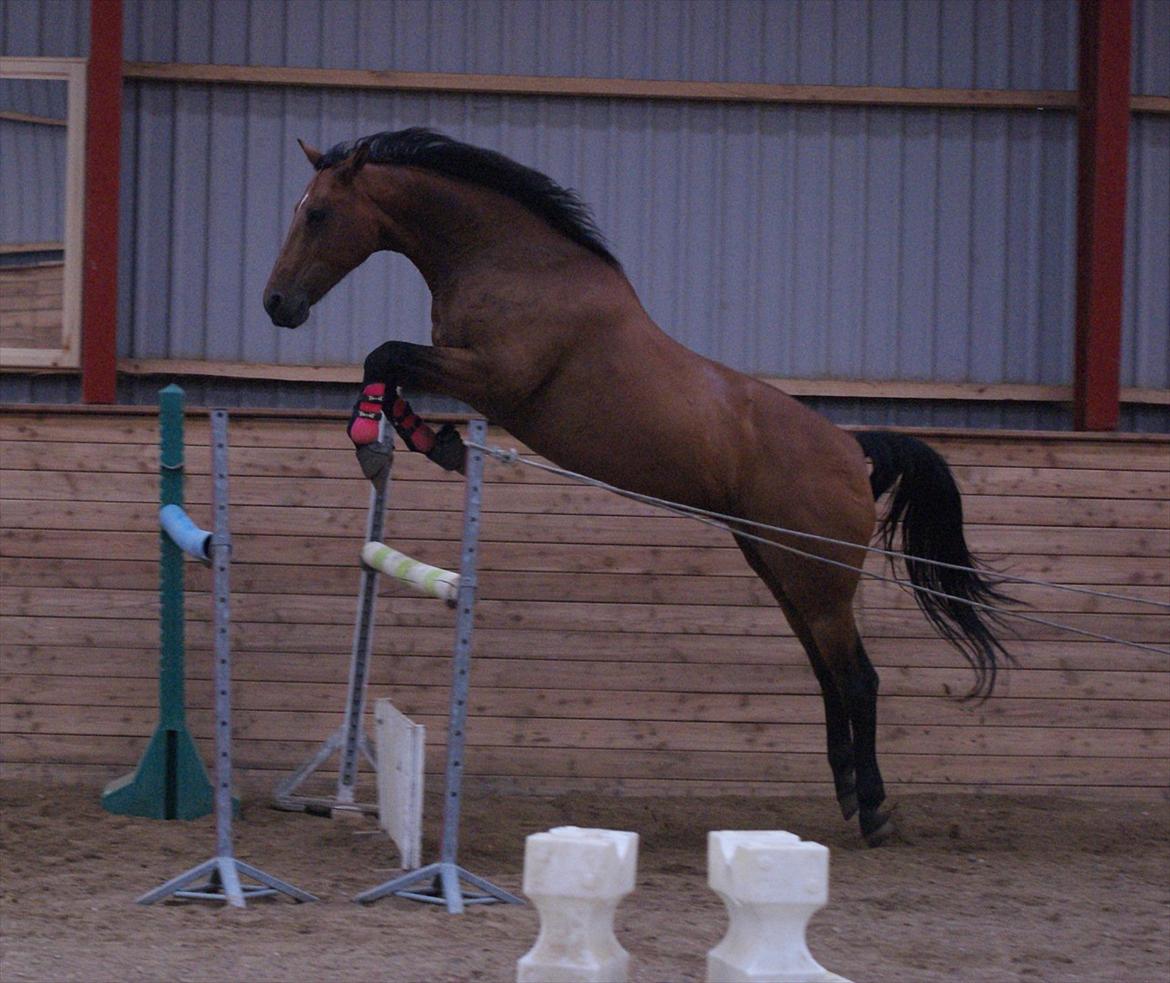 Anden særlig race Svaneth - Sidst i august. Hun kom op på ca 120 cm (: billede 19