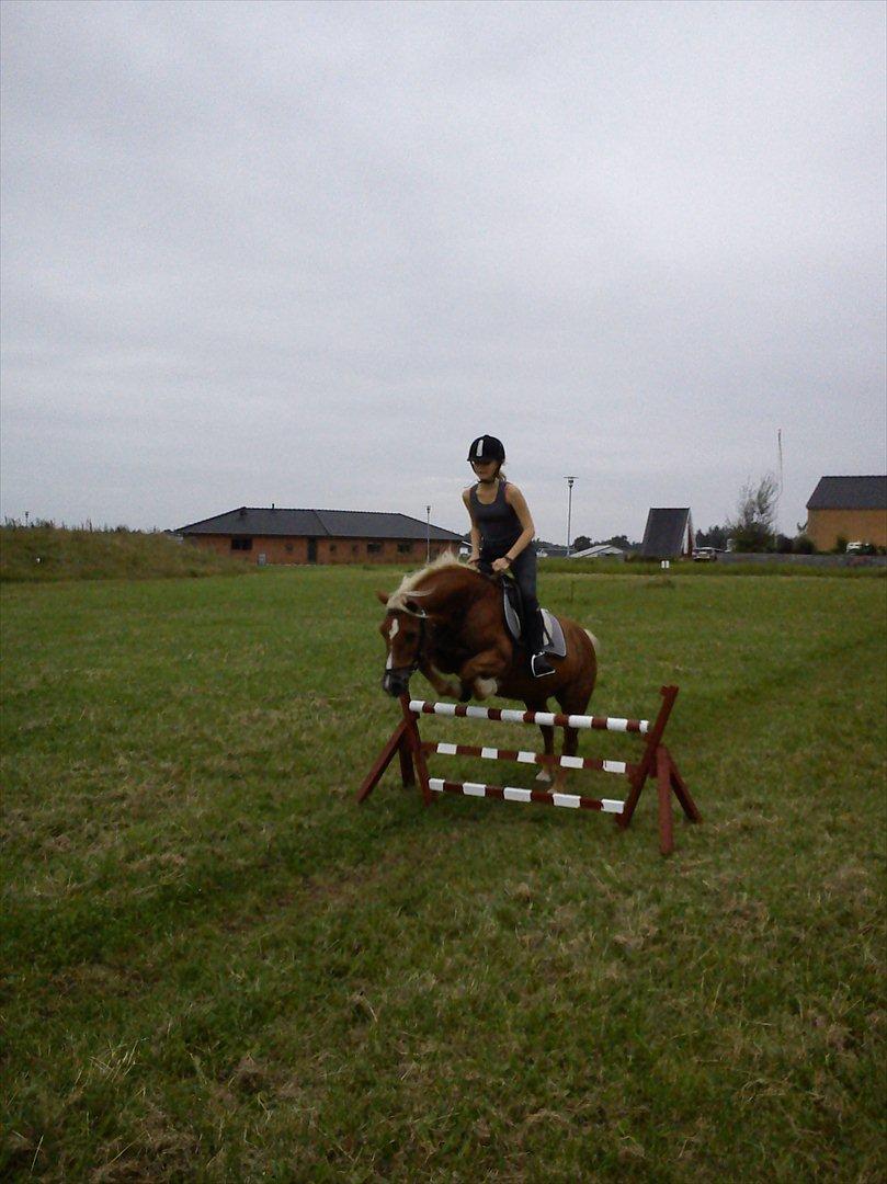 Tyroler Haflinger Wendy  - den kan sq også springe ;D billede 11