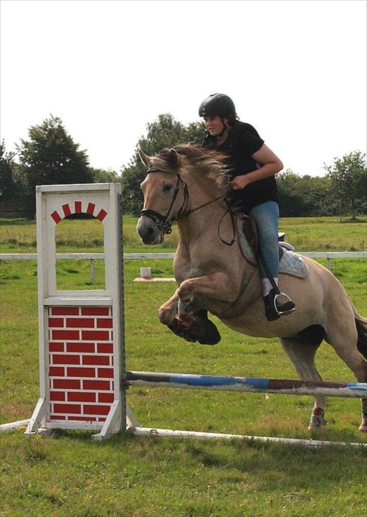 Fjordhest Estrid ~ Min drømmepony<3 - Springer 30-35 cm :D

Taget af Nadja M :D billede 10