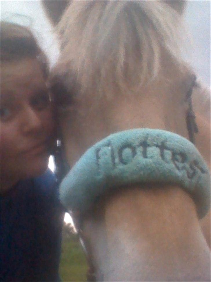 Fjordhest Spartacus - min elskede drengerøv :D  billede 2