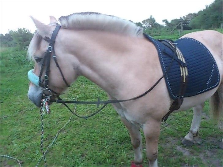 Fjordhest Spartacus - :* :*  billede 9