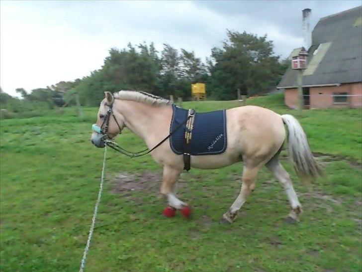 Fjordhest Spartacus - Min fjollebolle <3 billede 10