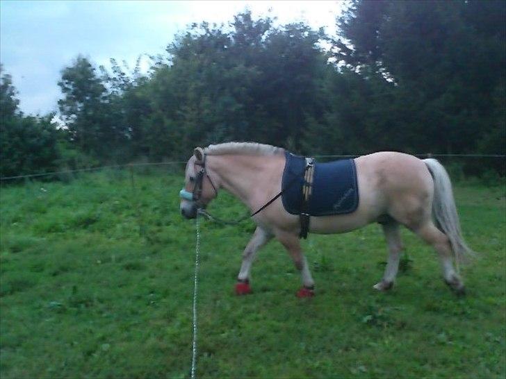 Fjordhest Spartacus - vi tager os lige en skridt tur i longen ;P billede 7