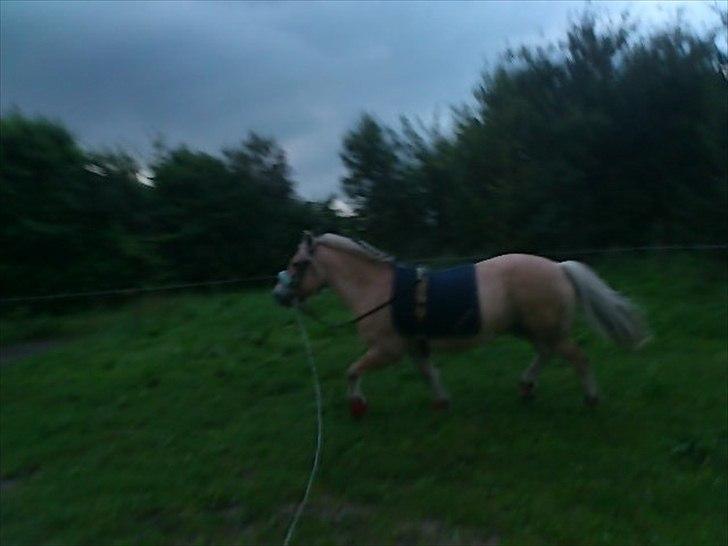 Fjordhest Spartacus - run bby <3 billede 6