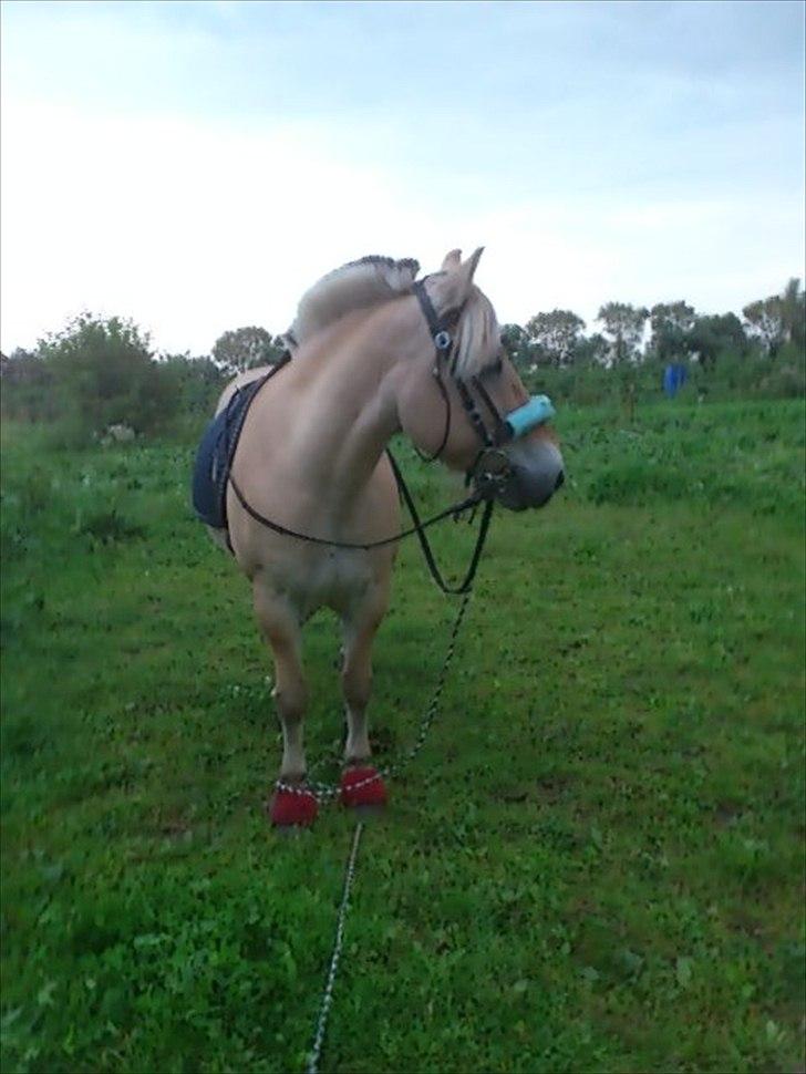 Fjordhest Spartacus - Spartacus som har fået øje på en kat :) billede 3