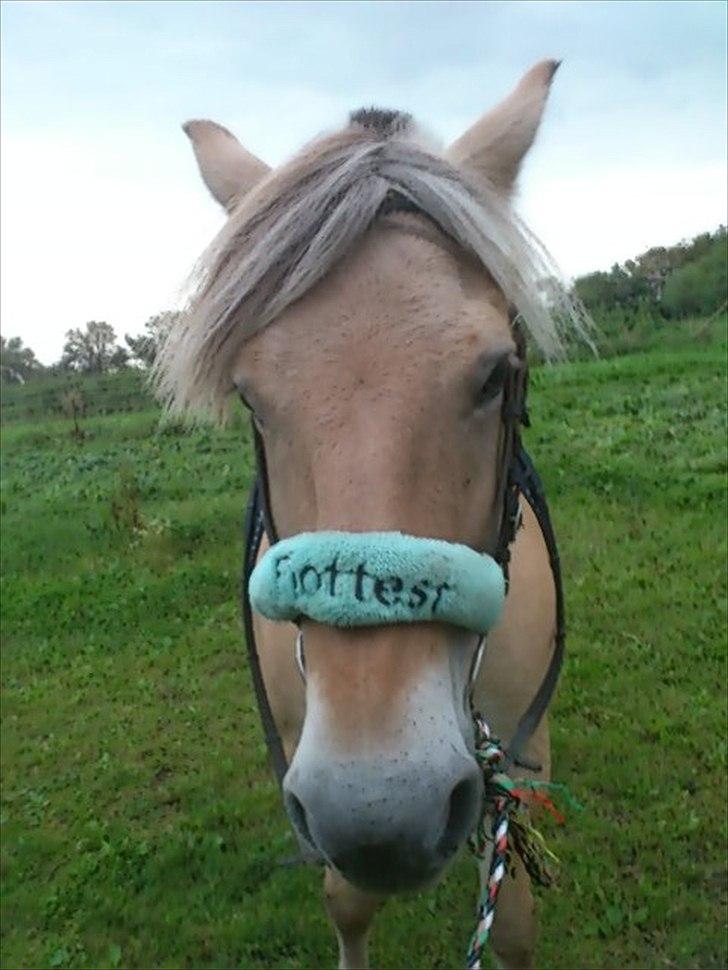 Fjordhest Spartacus - ^.^ billede 8