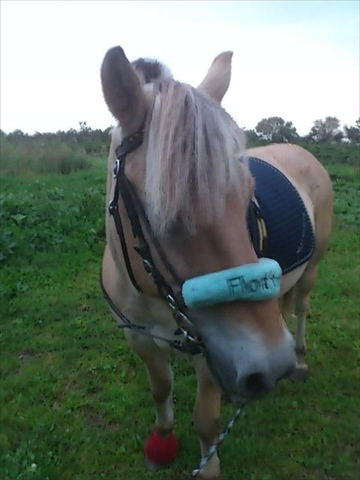 Fjordhest Spartacus - flotteste<3 billede 5