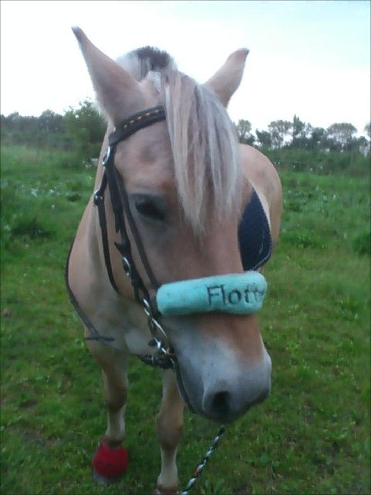 Fjordhest Spartacus - relaxsation ;P  billede 4