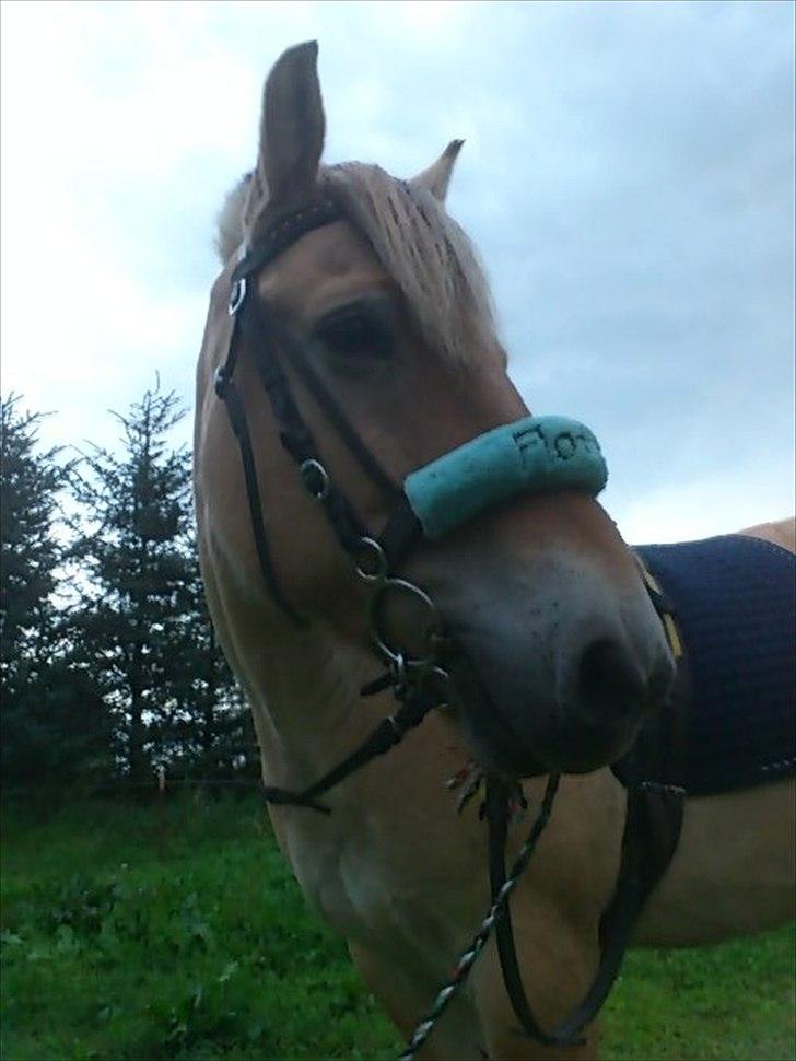 Fjordhest Spartacus - lækker lækker <3  billede 1