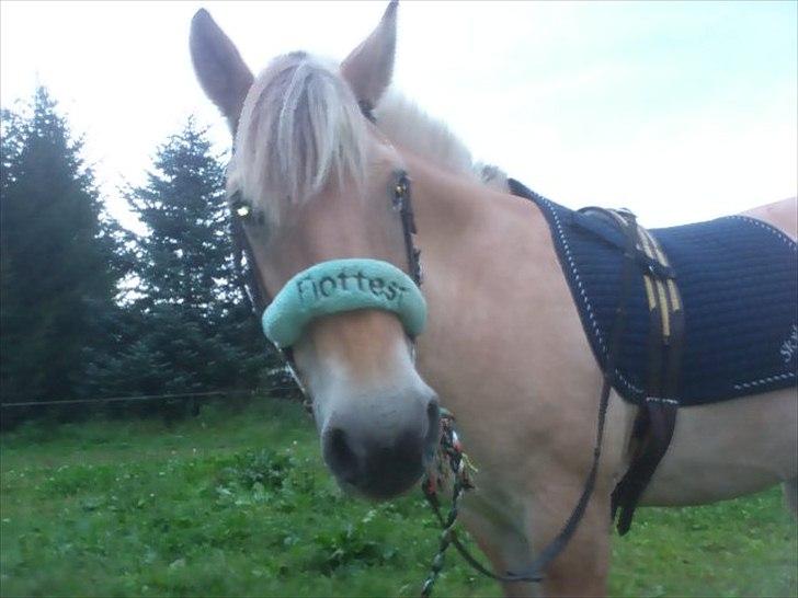 Fjordhest Spartacus - S M I L E : D  billede 12