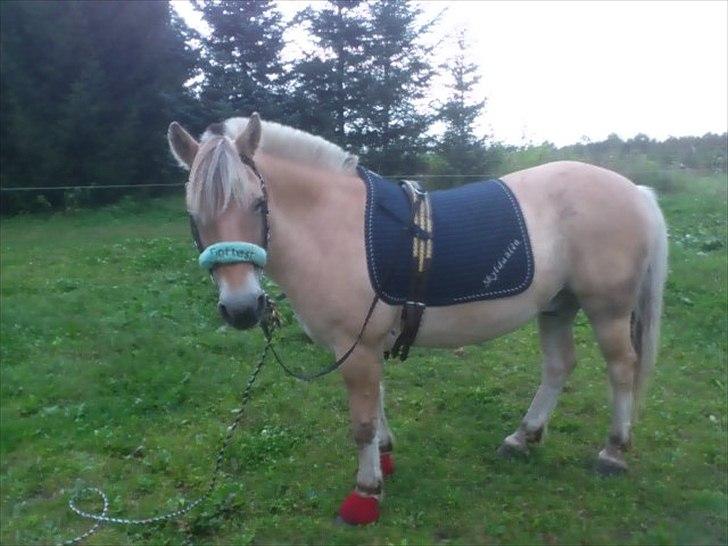 Fjordhest Spartacus - taget 25-08-2011 billede 11