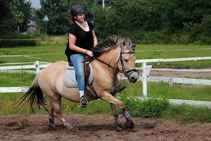 Fjordhest Estrid ~ Min drømmepony<3 - Y-billede af vores galop træning

Taget af Nadja M :D billede 18