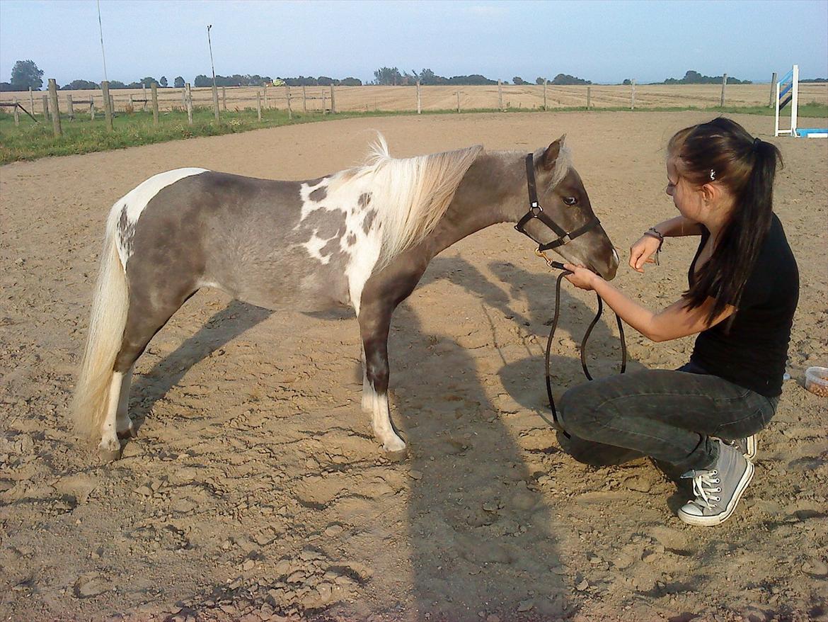 Amerikansk Miniature ***Elizabeth The Queen*** -  Foto: 26. august 2011 billede 13