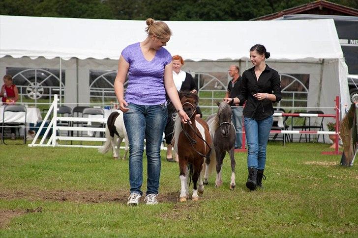 Amerikansk Miniature ***Elizabeth The Queen*** - MHCE Danish International august 2011. Foto: Kathrine Erritsø Nielsen billede 9