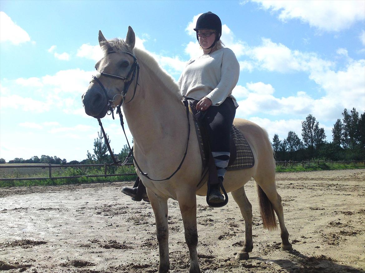 Fjordhest mona   [ tidl. hest] billede 19