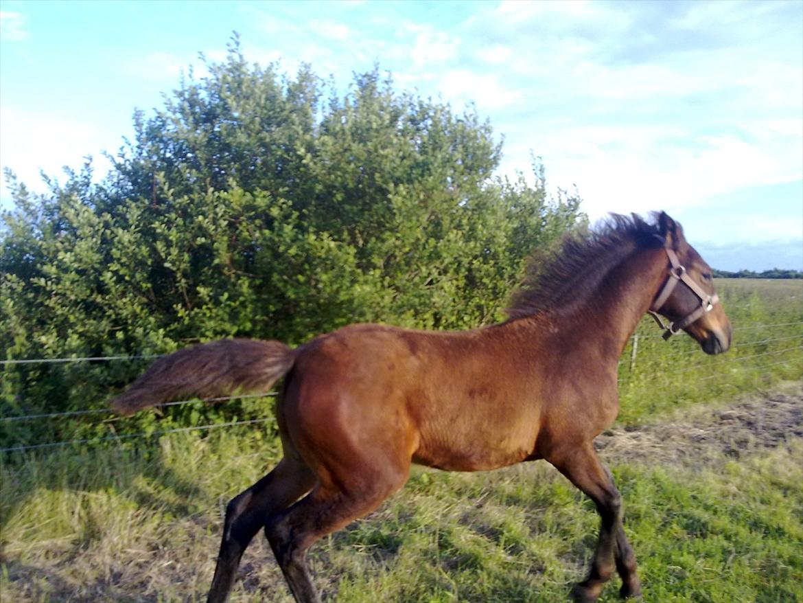 Oldenborg Stald Amour´s Jacuzzi - lige været ude og rense fusser og nusses. nu skal hun ned til mor i en fart og fortælle om det billede 16