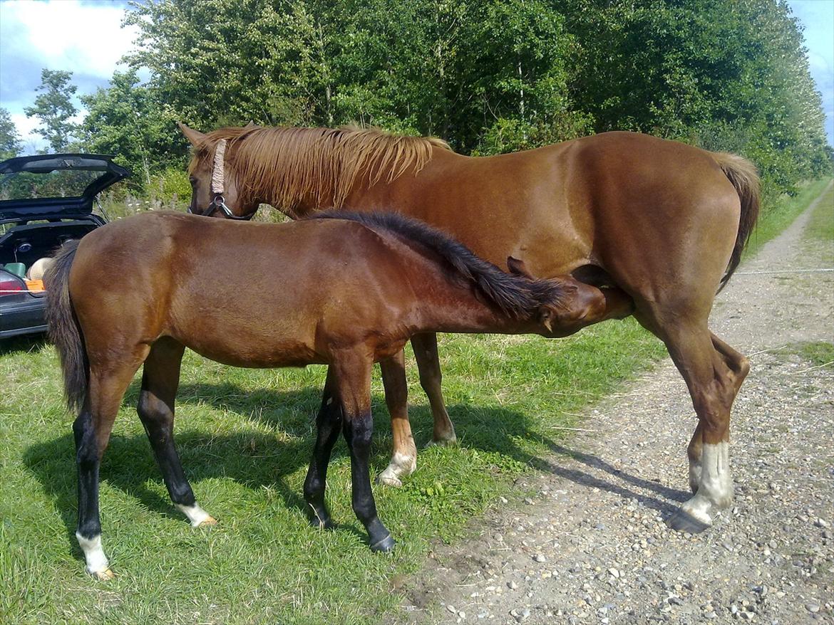 Oldenborg Stald Amour´s Jacuzzi - 5 mdr gammel ude på stien inden mor skal på fravænningsfold 3 timer billede 17