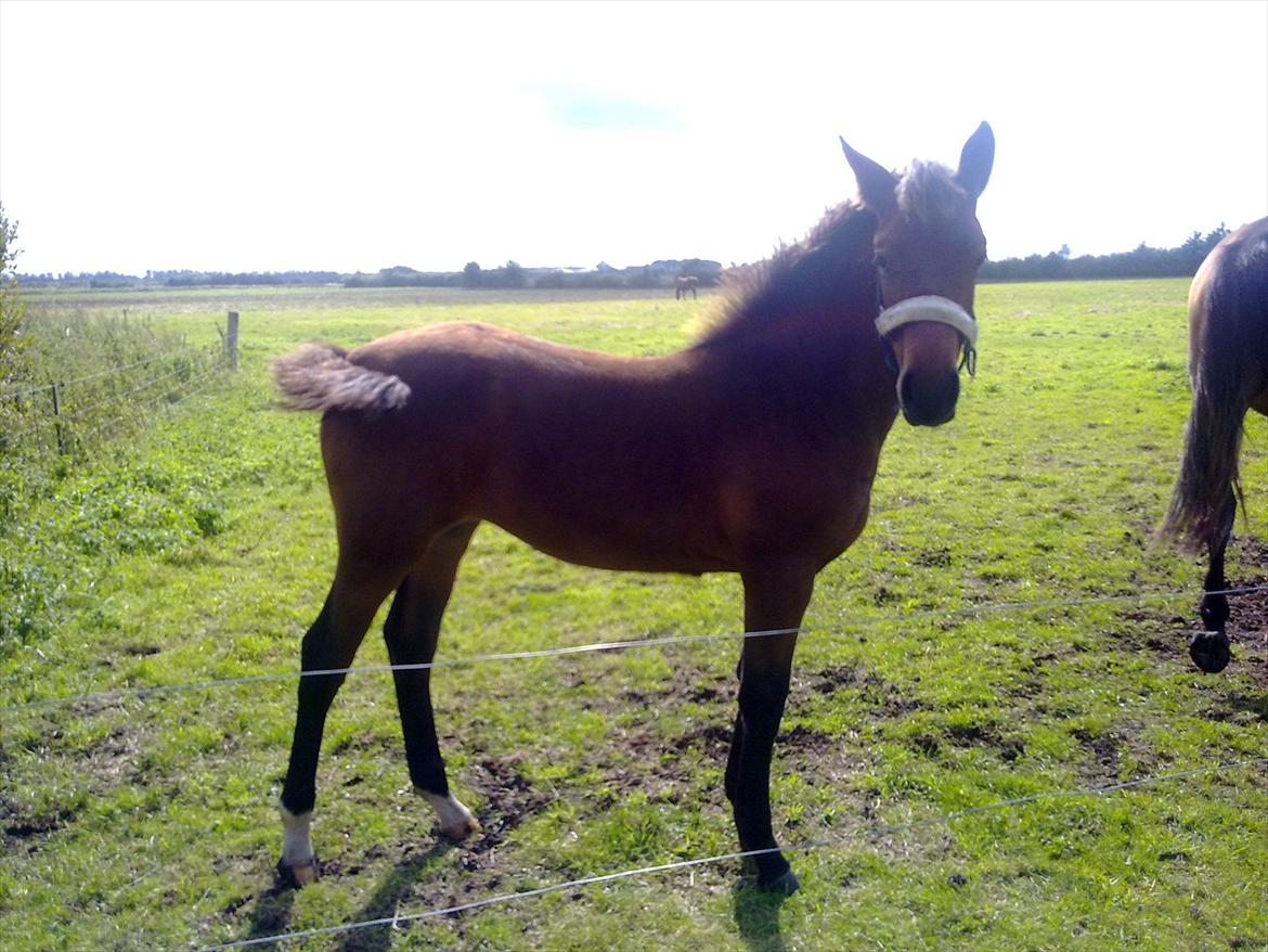 Oldenborg Stald Amour´s Jacuzzi - 5mdr gammel. Mor går langt ude på folden kan ses over ryggen på hende billede 18