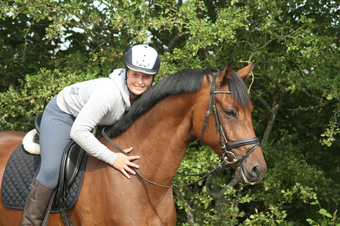 Holstener Højvangs Algir - Model 2011 ! billede 15