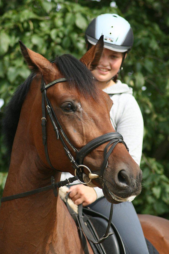 Holstener Højvangs Algir - Model 2011 ! billede 8