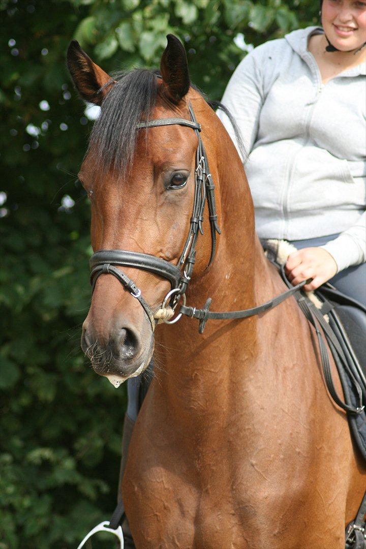 Holstener Højvangs Algir - Model 2011 ! billede 1
