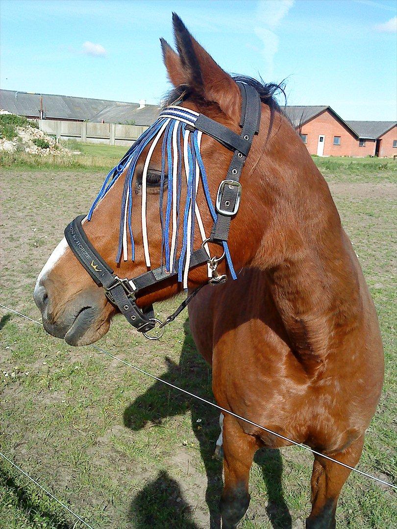 Dansk Varmblod Chelandi ds 13170 billede 4