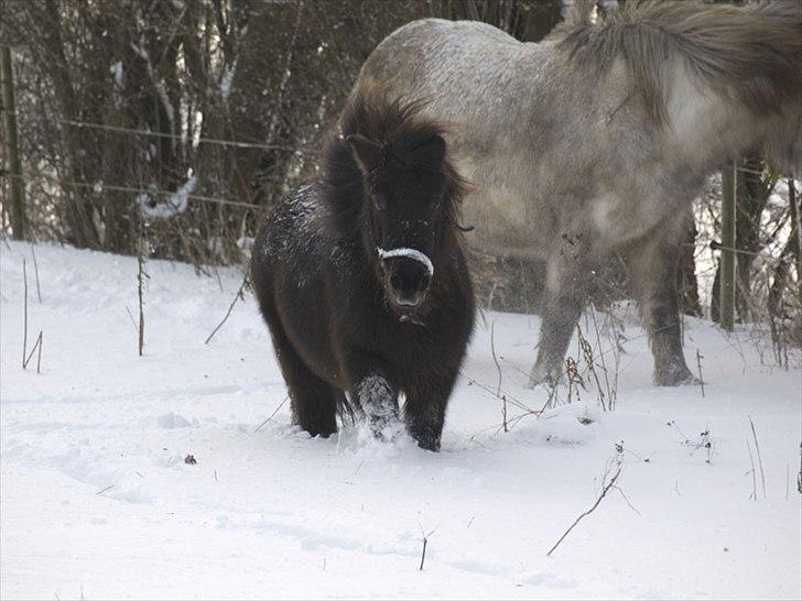 Shetlænder *Frodo R.I.P* billede 2