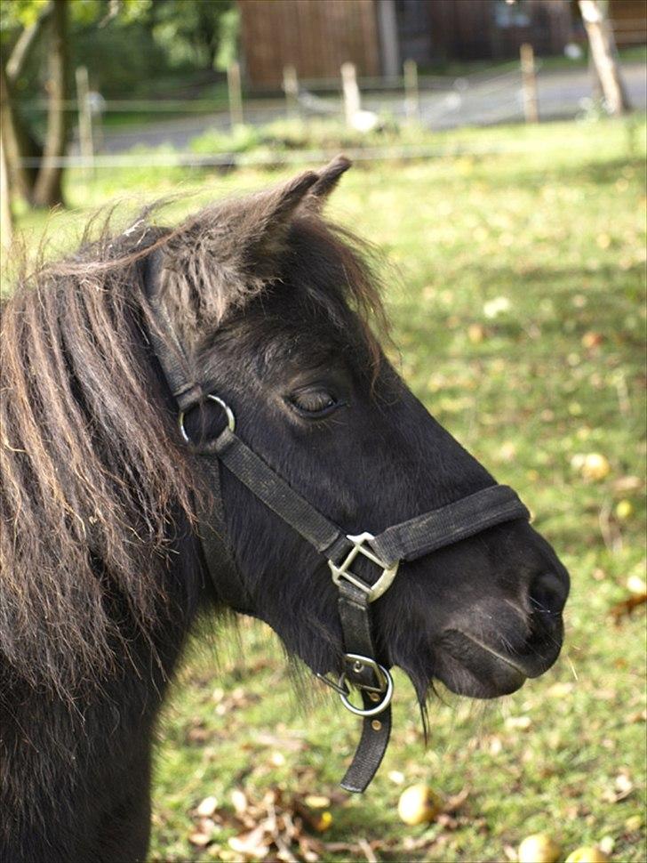 Shetlænder *Frodo R.I.P* billede 1
