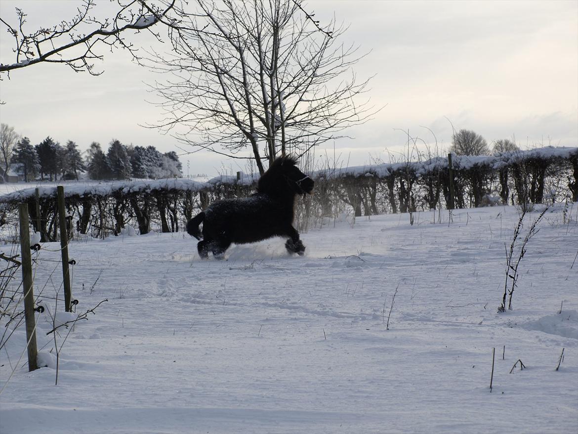 Shetlænder *Frodo R.I.P* billede 3