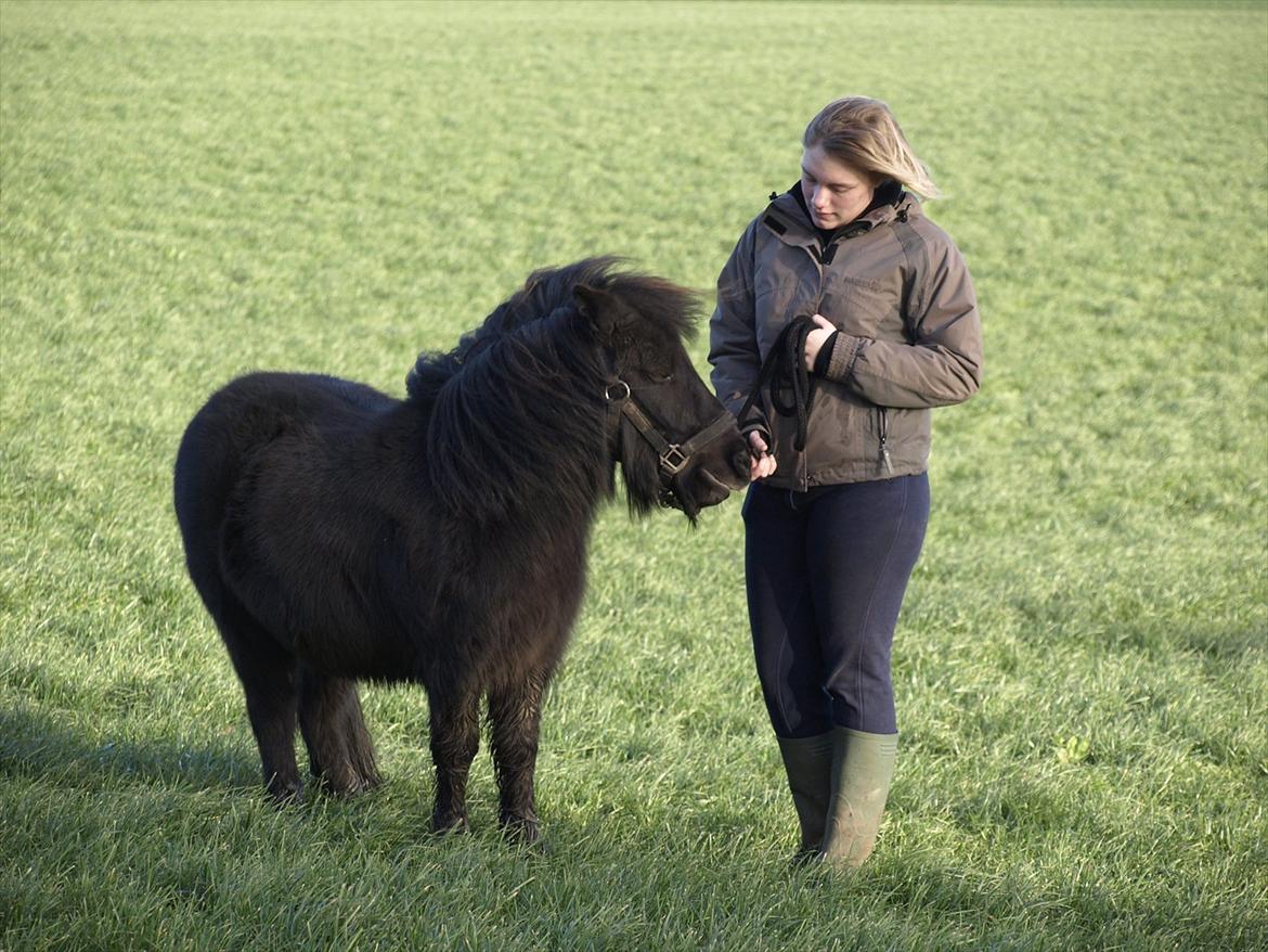 Shetlænder *Frodo R.I.P* - Min søde ven <3 billede 4