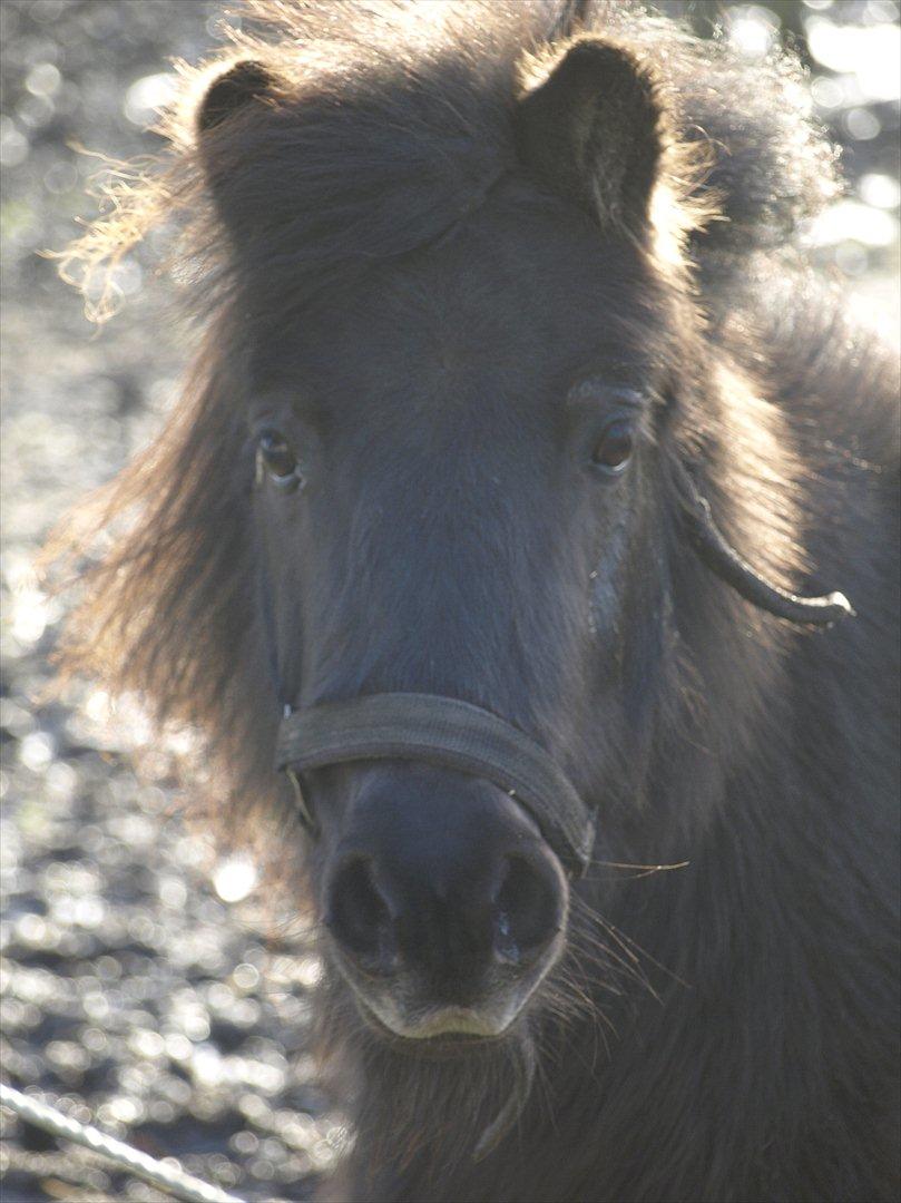 Shetlænder *Frodo R.I.P* billede 5