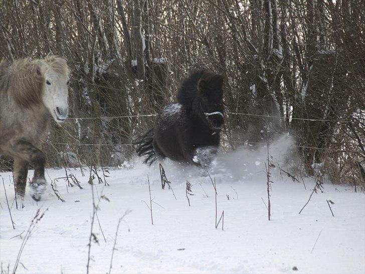 Shetlænder *Frodo R.I.P* - Lege ville du altid Bára var bare ikke enig :P  billede 7