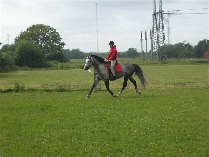 Dansk Varmblod Cariz Vits <3 billede 7