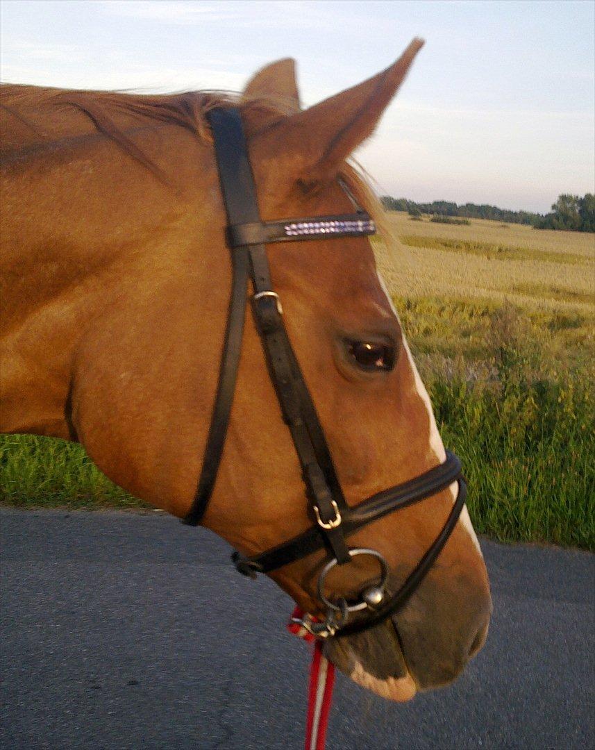 Dansk Varmblod Racing Star billede 10