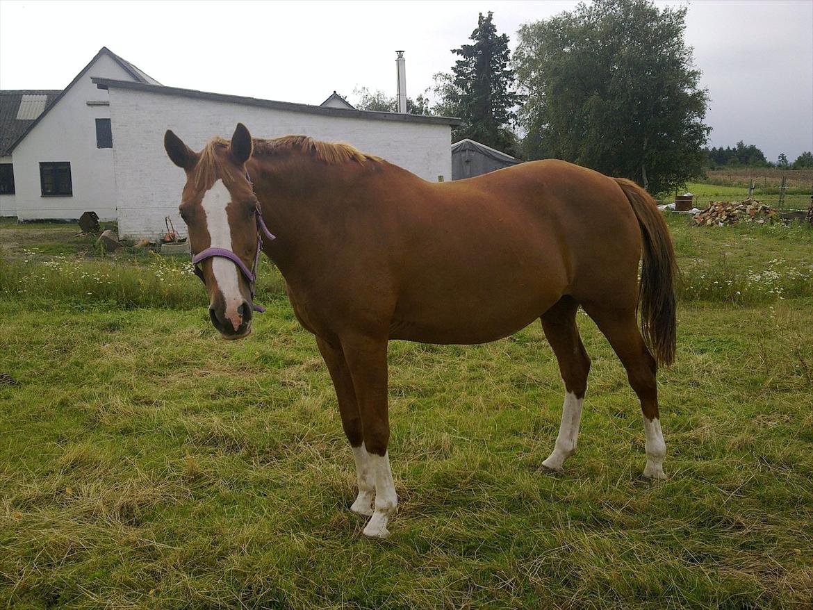 Dansk Varmblod Racing Star - så kan man begynde at se på star hun er i fol. dejligt, og så er hun bare begyndt at  blive pæn over ryggen og røven, men vi træner også hårdt for at bygge muskler op. billede 11