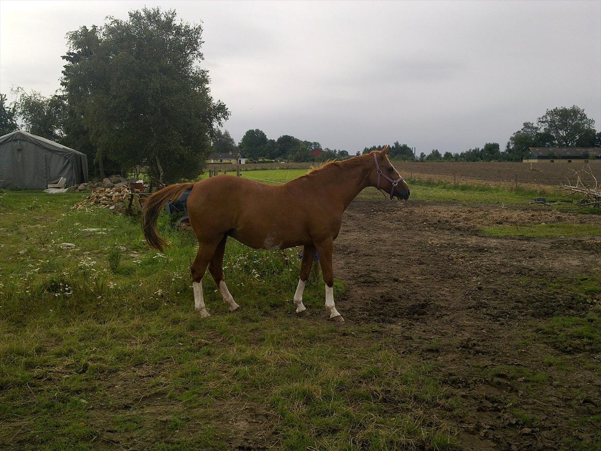 Dansk Varmblod Racing Star billede 12