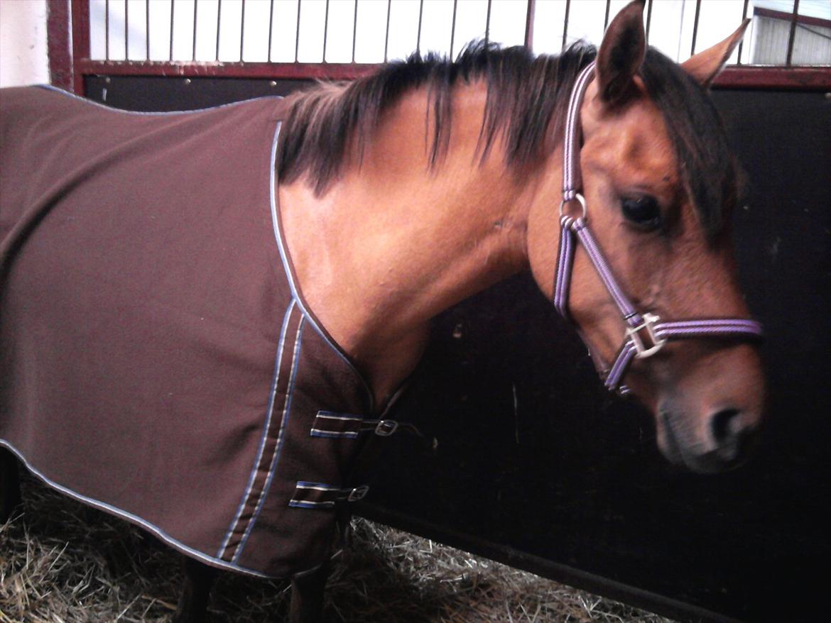 Anden særlig race Cheval Le Anton - Hej og velkommen til min profil :-) Smid gerne en bedømelese og en besked, så skal jeg nok kigge dine heste. billede 1