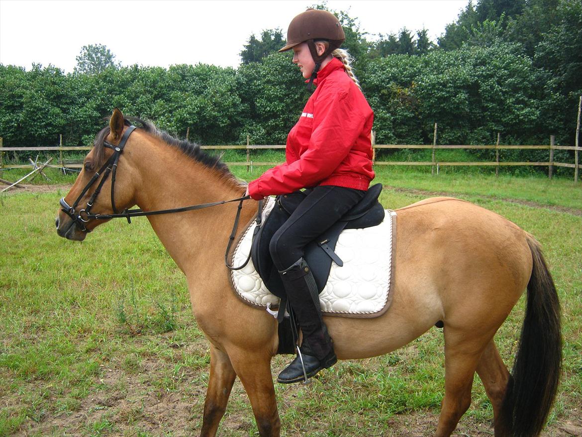 Anden særlig race Cheval Le Anton - Anton, da jeg prøvede ham for første gang <33 billede 2