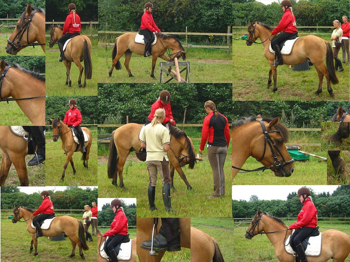 Anden særlig race Cheval Le Anton - En masse billeder jeg har mikset sammen :) billede 3