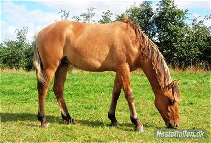 Anden særlig race Cheval Le Anton - Smukke Anton <33 billede 4