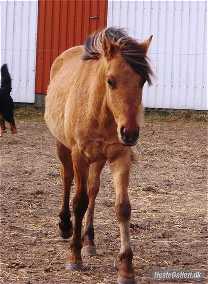 Anden særlig race Cheval Le Anton - Som 2 år og 11 måneder <33 billede 5