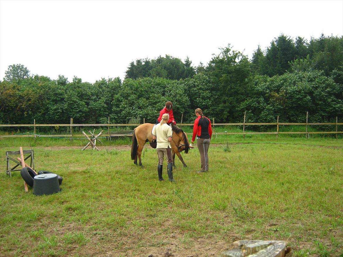 Anden særlig race Cheval Le Anton - Da jeg prøvede ham for første gang. billede 6