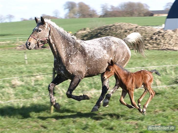 Appaloosa Spike billede 6