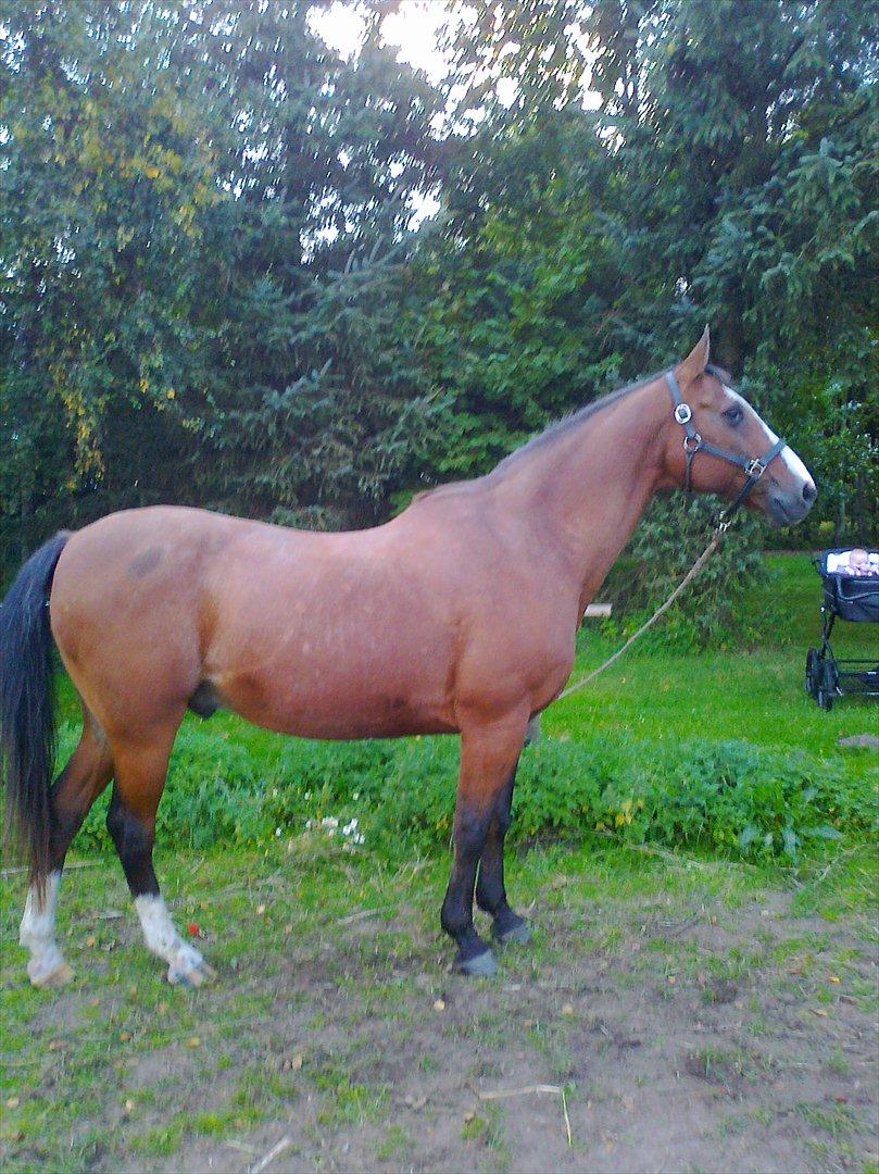 Anden særlig race Buster  R.I.P 4-9-2013<3 - Buster 26 år gammel billede 19