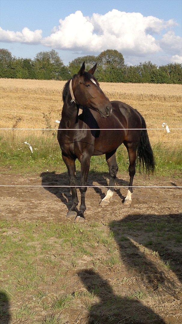 Anden særlig race Tia R:I:P - Tia på fyns land den 22. august billede 13