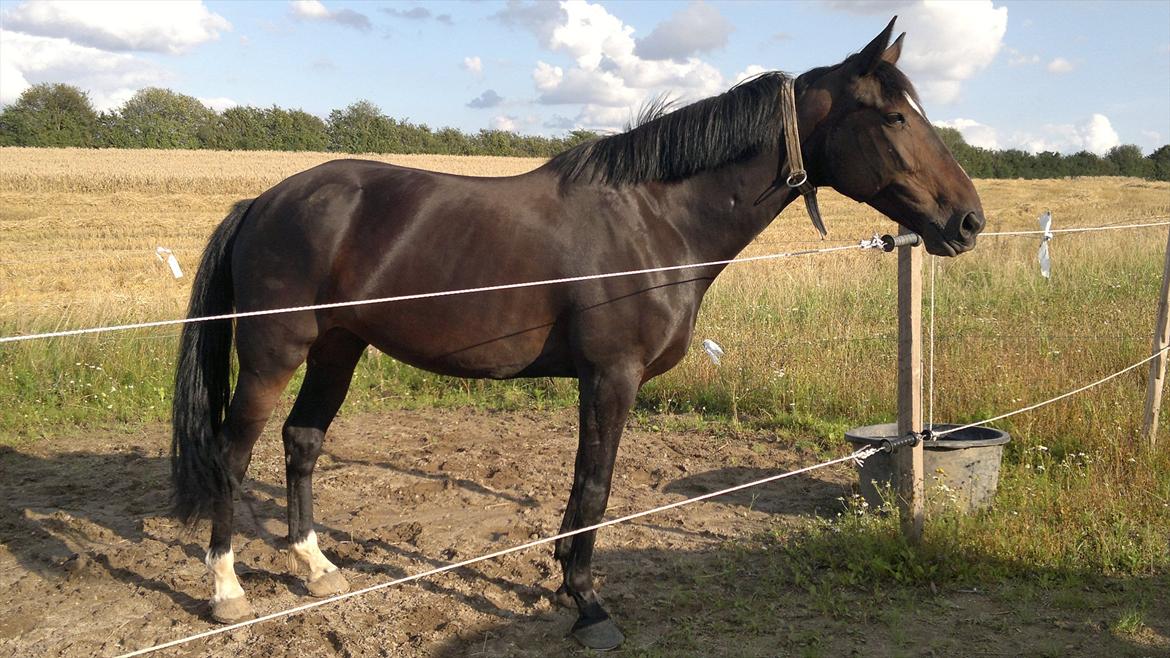 Anden særlig race Tia R:I:P - Tia på fyns land den 22. august billede 14