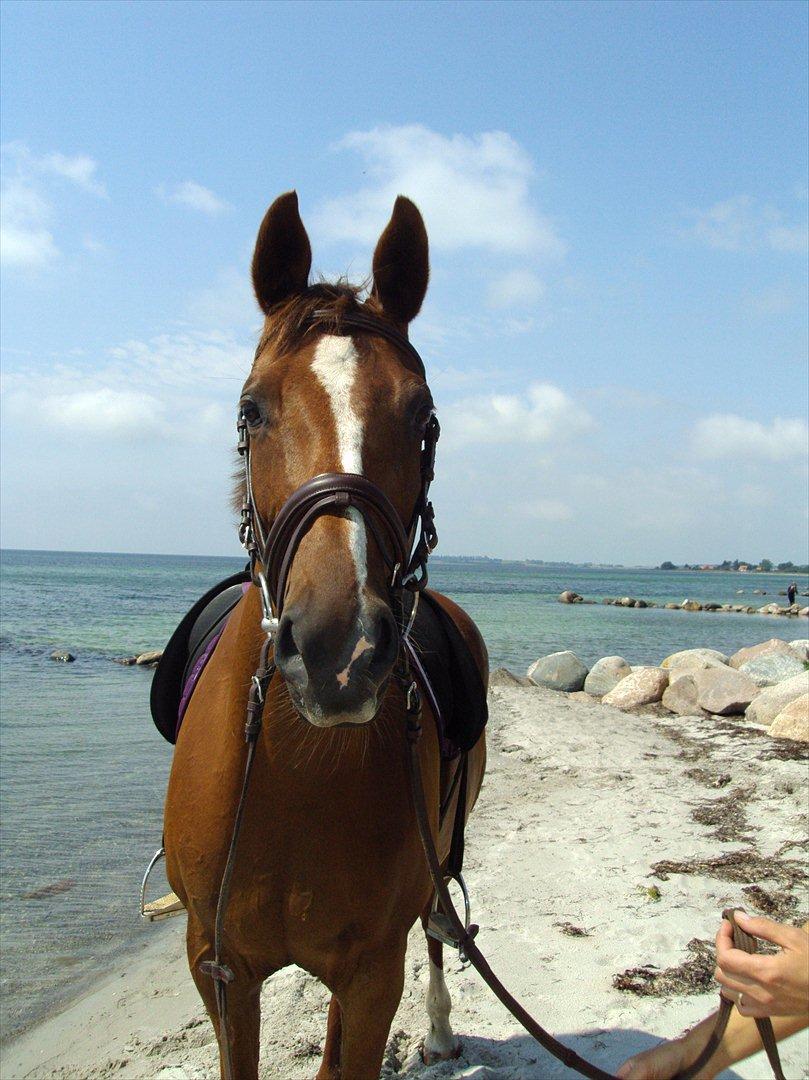 Trakehner Catwalk billede 13