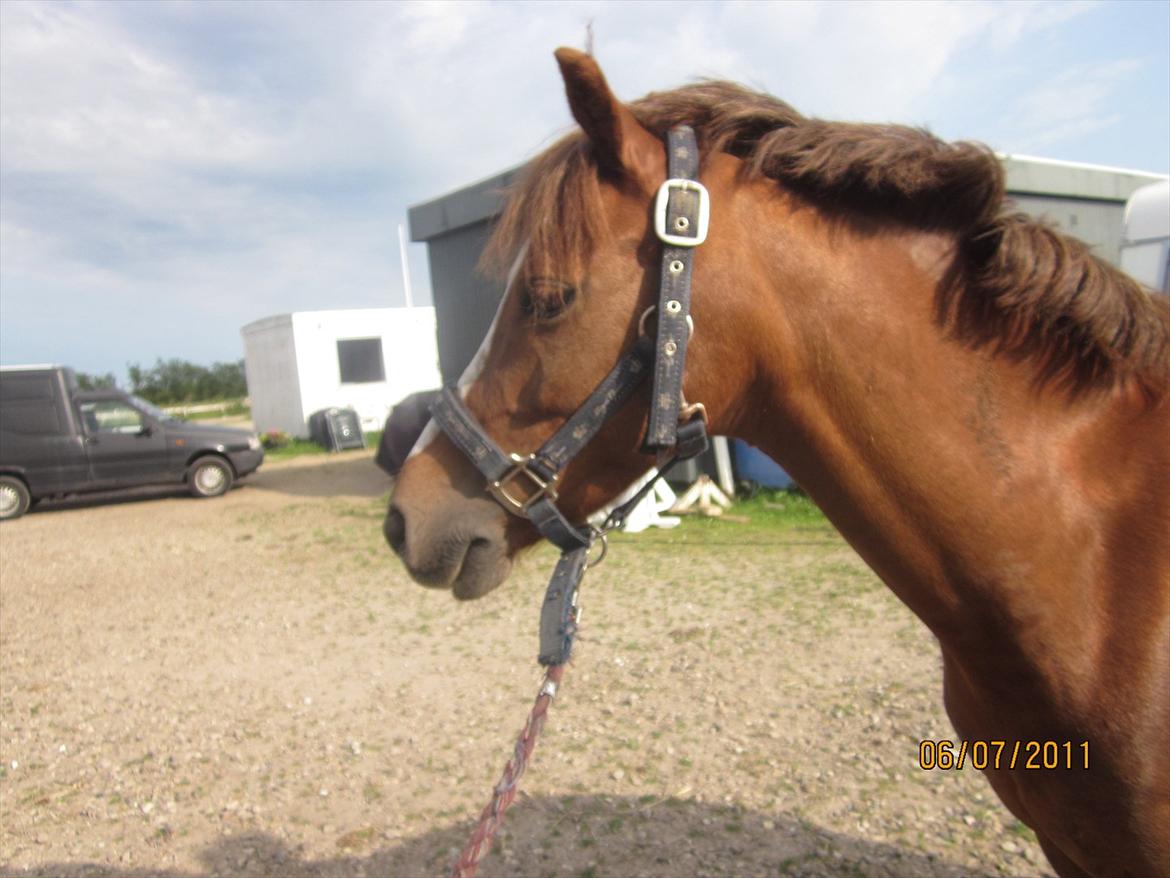 Anden særlig race Bakkegaardens Bailey<3 A-pony billede 10