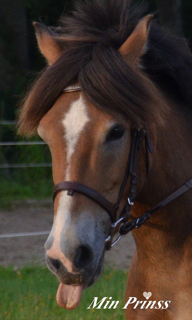 Anden særlig race Fernando billede 11