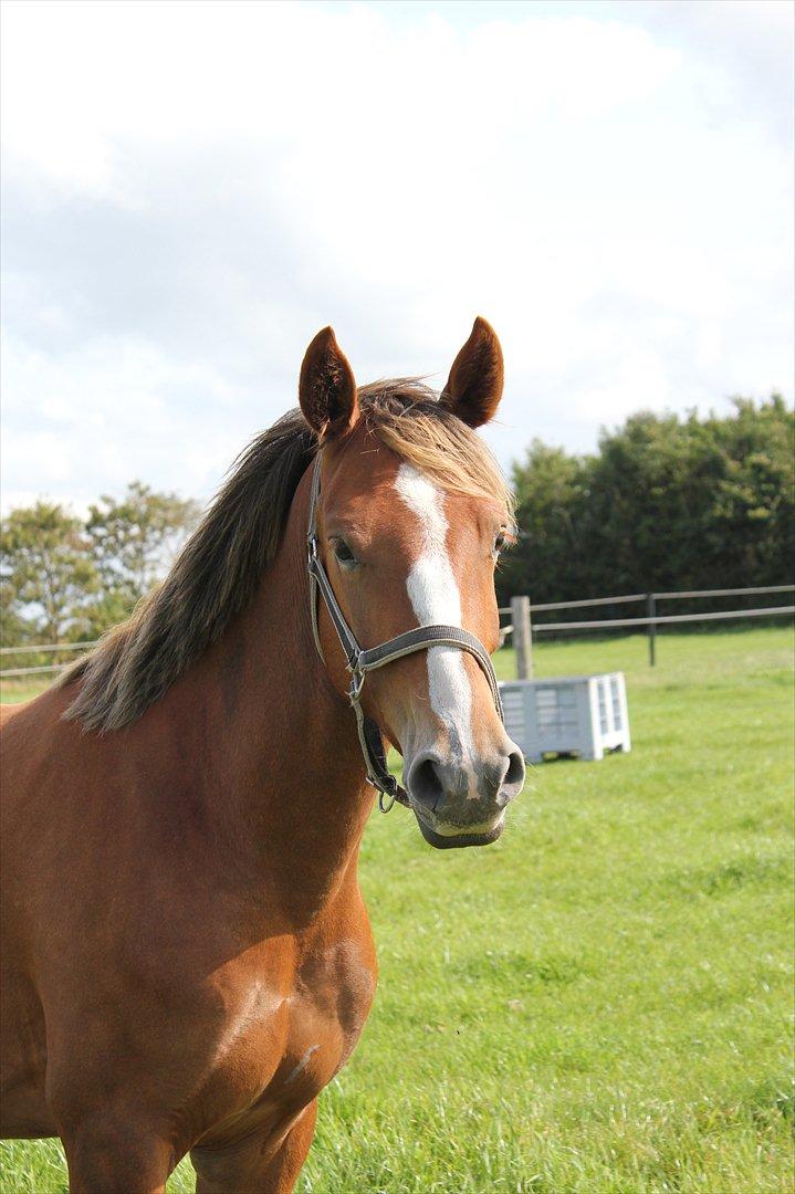 Anden særlig race Ofelia billede 16